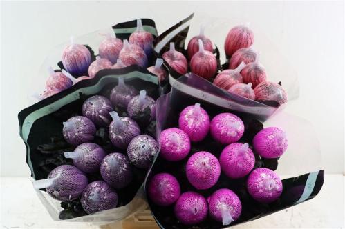 Chrysanthemum (Indicum Grp) geplozen Antonov kleurbehandeld H%