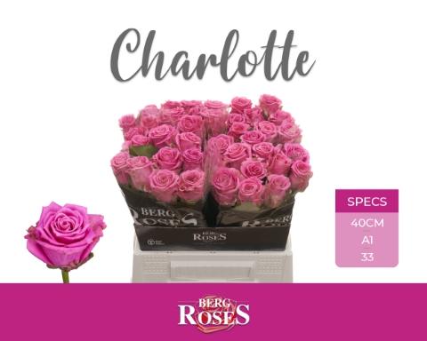 Rosa grootbloemig Tantau’s Charlotte
