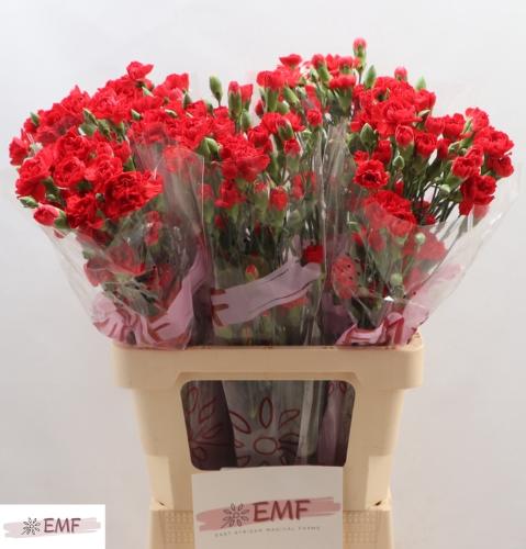 Dianthus tros 'Red Kiss'