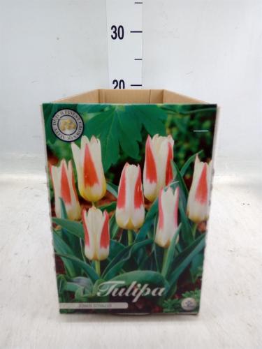 Tulipa (bol)