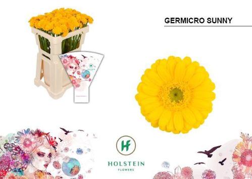 Gerbera nano GerMicro Canari