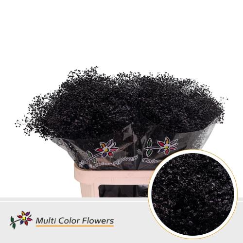 Gypsophila overig kleurbehandeld H%