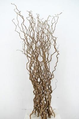 Corylus avellana 'Contorta'