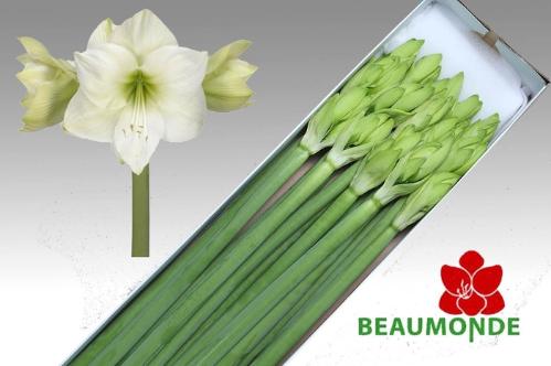 Hippeastrum Galaxy Grp 'Casablanca'