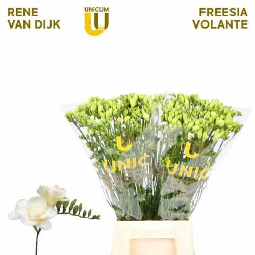 Freesia dubbelbloemig 'Volante'