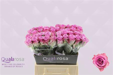Rosa tros Red William