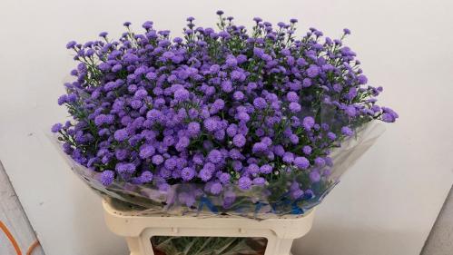 Aster Novi-belgii Grp Astee Parade