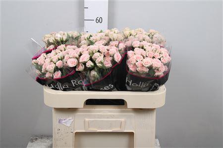 Rosa tros Severina