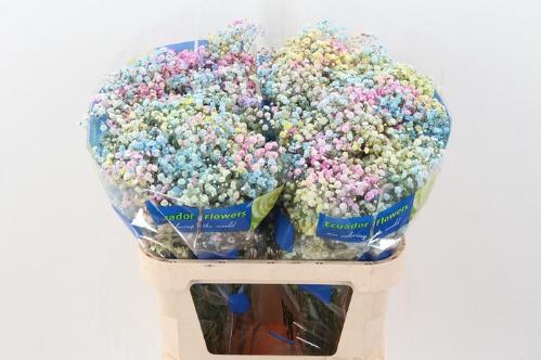 Gypsophila overig kleurbehandeld H%