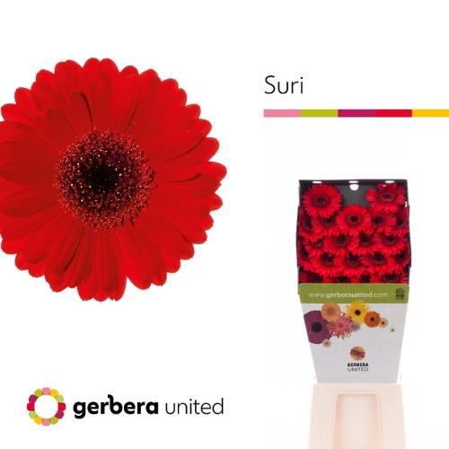 Gerbera mini Suri