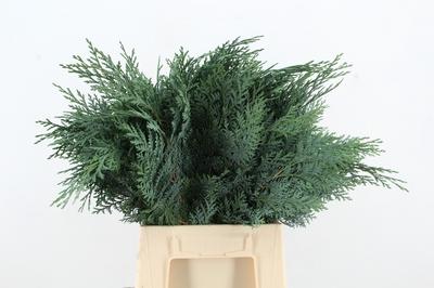 Chamaecyparis lawsoniana 'Pelt's Blue' per bos