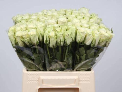 Rosa grootbloemig Athena