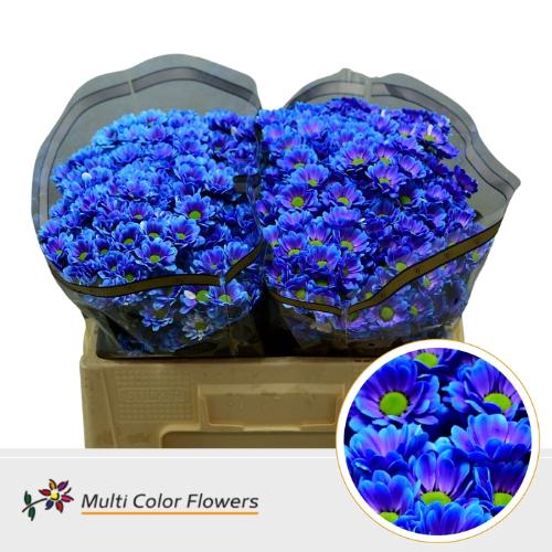 Chrysanthemum (Indicum Grp) tros santini  AAA Bowie kleurbehandeld H%