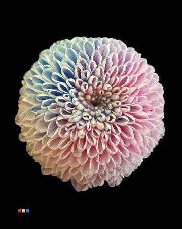 Chrysanthemum Indicum Grp tros santini kleurbehandeld H%
