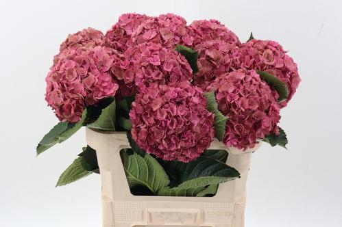 Hydrangea macrophylla Royal Anastasia (classic)