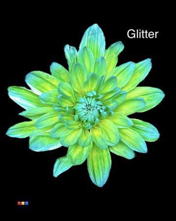 Chrysanthemum Indicum Grp tros kas kleurbehandeld H%