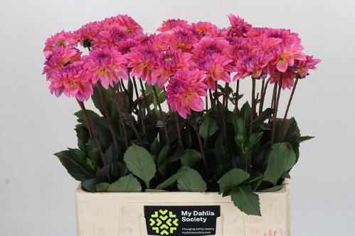 Dahlia Decor Grp 'Esli'