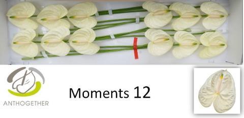Anthurium Andreanum Grp Moments