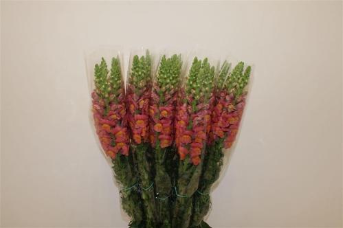 Antirrhinum majus overig