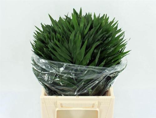 Chamaedorea Chicoblad per bos