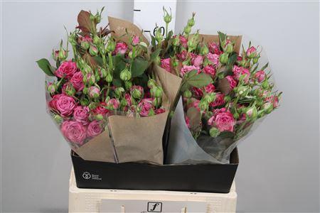 Rosa tros Purple Queen