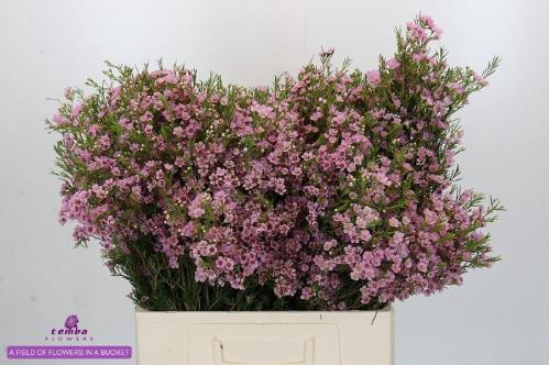Chamelaucium uncinatum 'Wendy Rose'