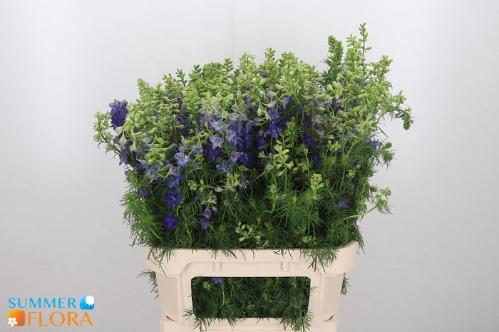 Consolida regalis 'Qis Dark Blue'