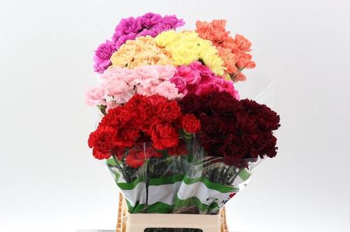 Dianthus standaard overig