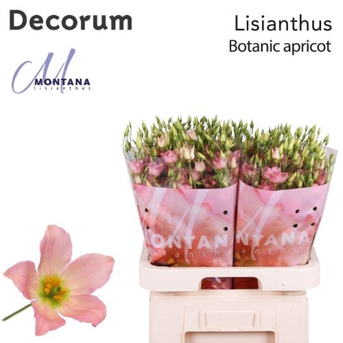 Eustoma russellianum gevuldbloemig Botanic Apricot