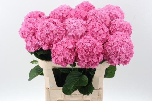Hydrangea macrophylla 'Adora'
