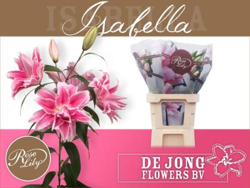 Lilium Oriental Grp Roselily Isabella