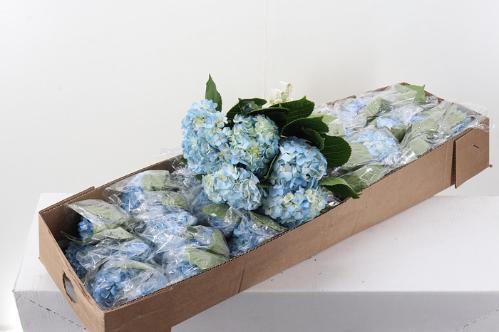 Hydrangea overig