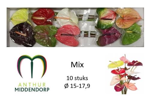 Anthurium Andreanum Grp gemengd