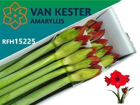 Hippeastrum (Galaxy Grp) 'Tenerife'