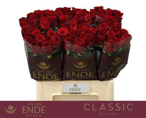 Rosa grootbloemig Red Naomi!