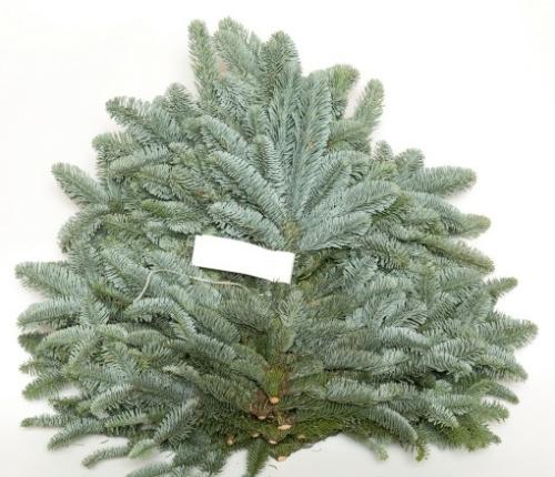 Abies procera Nobilis Blauw per kilo