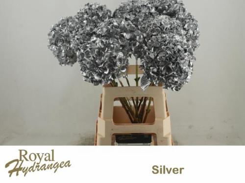 Hydrangea overig kleurbehandeld H%