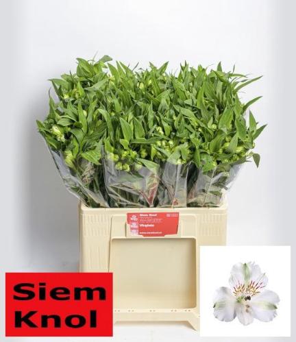 Alstroemeria 'Virginia'