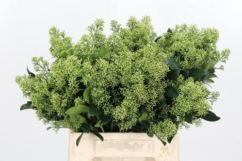 Skimmia japonica 'Yuki' per bos