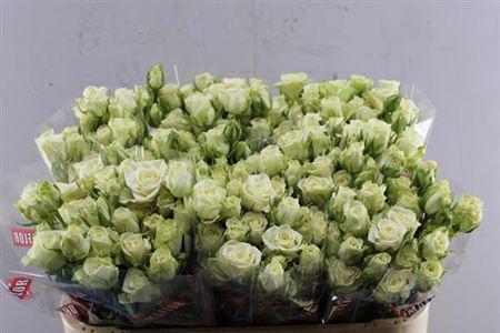Rosa tros Snowflake