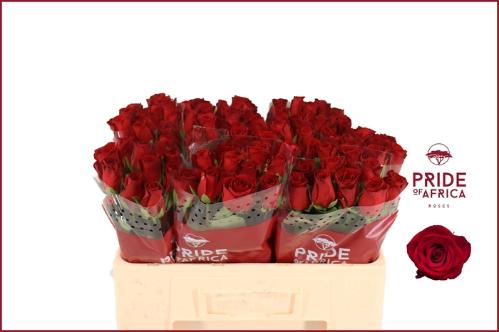 Rosa grootbloemig Revolution