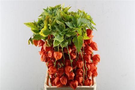 Physalis alkekengi lampion (tak)