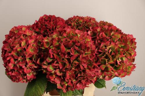 Hydrangea macrophylla Glowing Alps (classic)