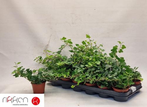 Hedera helix 'Wonder'