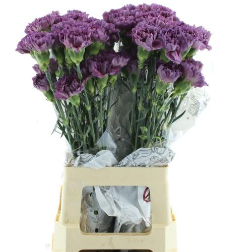 Dianthus standaard overig