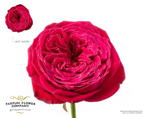 Rosa grootbloemig Just More!