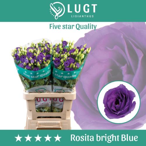 Eustoma russellianum gevuldbloemig 'Rosita Bright Blue'