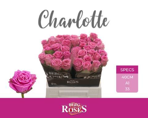 Rosa grootbloemig Tantau’s Charlotte
