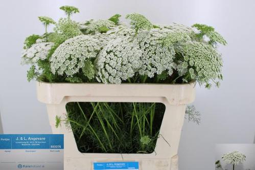 Ammi visnaga 'Casablanca'