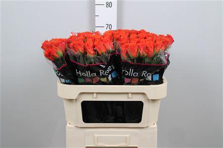 Rosa grootbloemig Patz